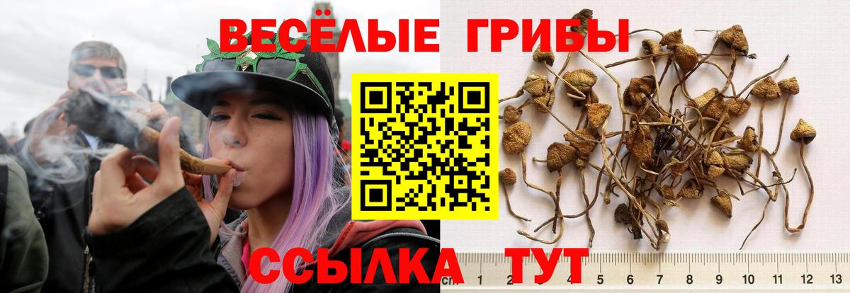 Псилоцибиновые грибы Cubensis  Галлюциногенные грибы Cubensis  цены   Зима  Вход с VPN 
